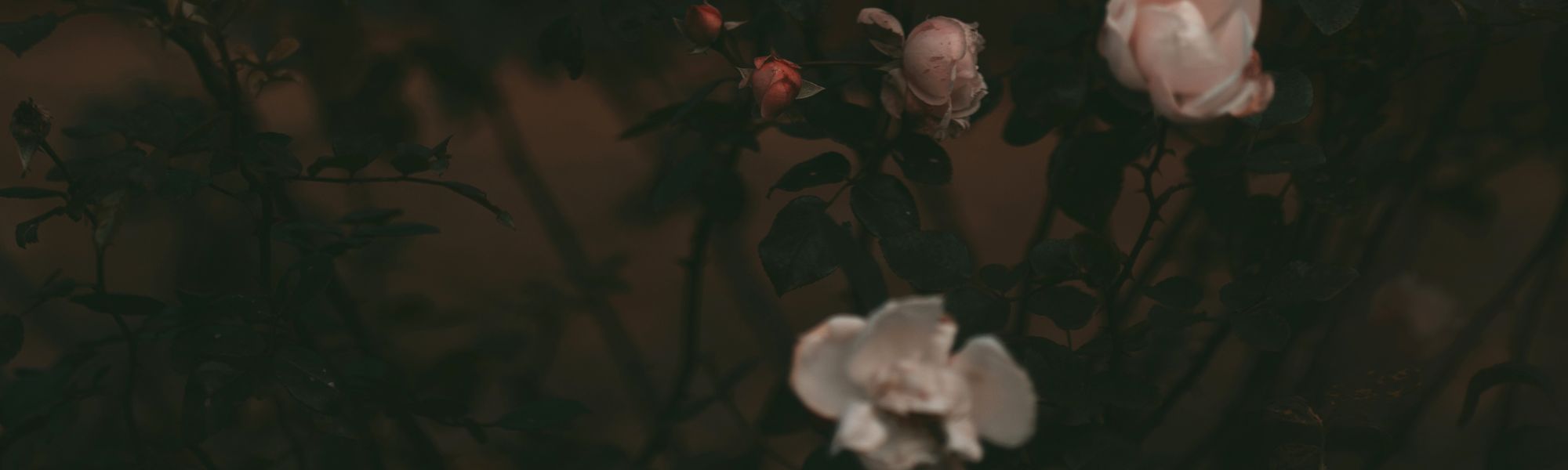 Rosen im warmen Licht eines Gartens – Sinnbild für innere Räume, Selbstentdeckung und Atemarbeit im Breathwork Retreat