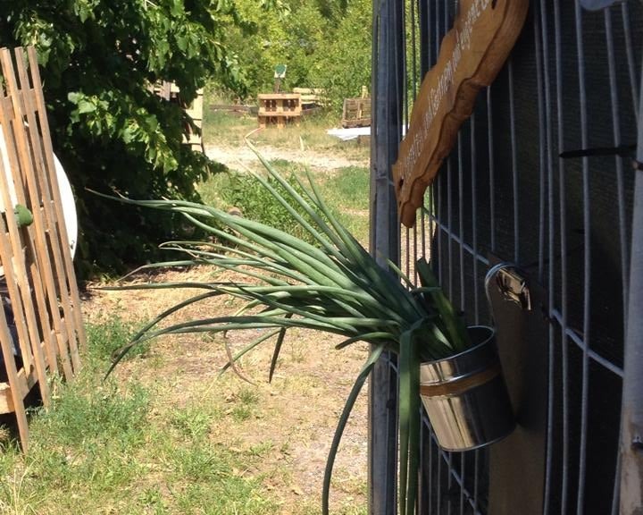 Wild Breathwork Berlin im Garten, natürlicher Outdoor-Ort für Atemarbeit und Atemreisen im Freien