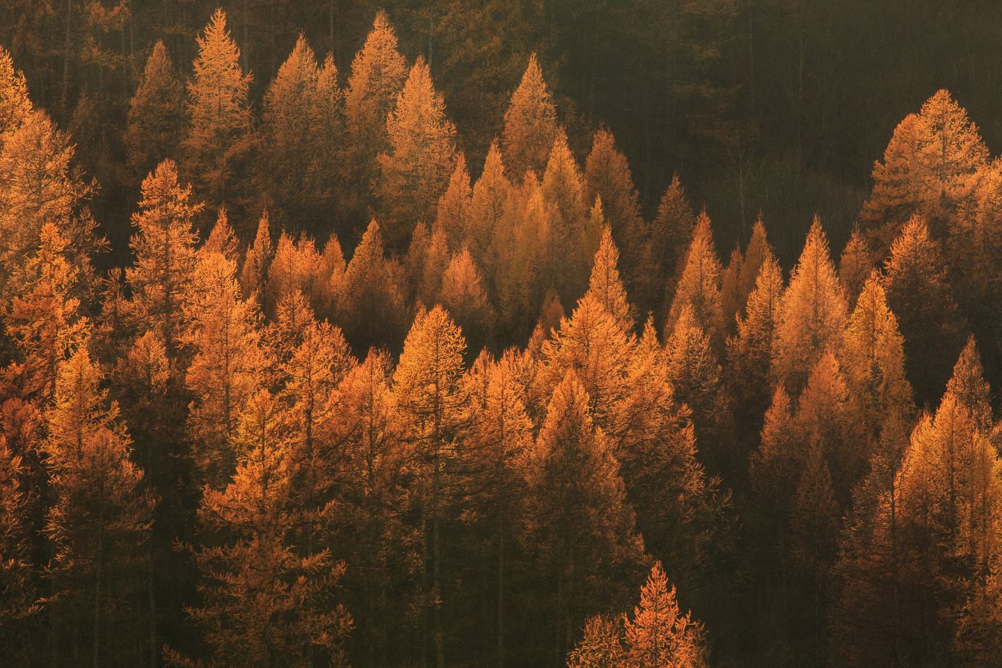 Goldener Herbstwald als Sinnbild für Wandel, Vergänglichkeit und Loslassen im Schweigeretreat