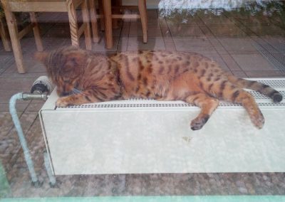 Katze im Retreat-Haus während eines Schweigeretreats.
